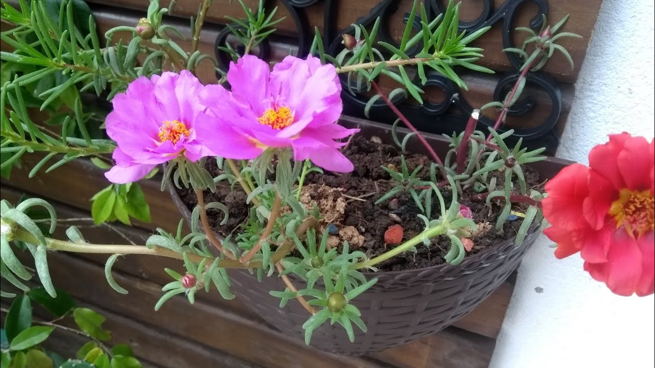 como fazer o replante de Onze horas mas dica de cutivo