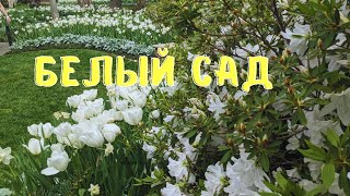 Белый сад и белые цветники весной. Идеи ландшафтного дизайна из ботанического сада Далласа.