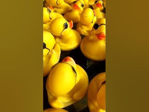 duckies shorts