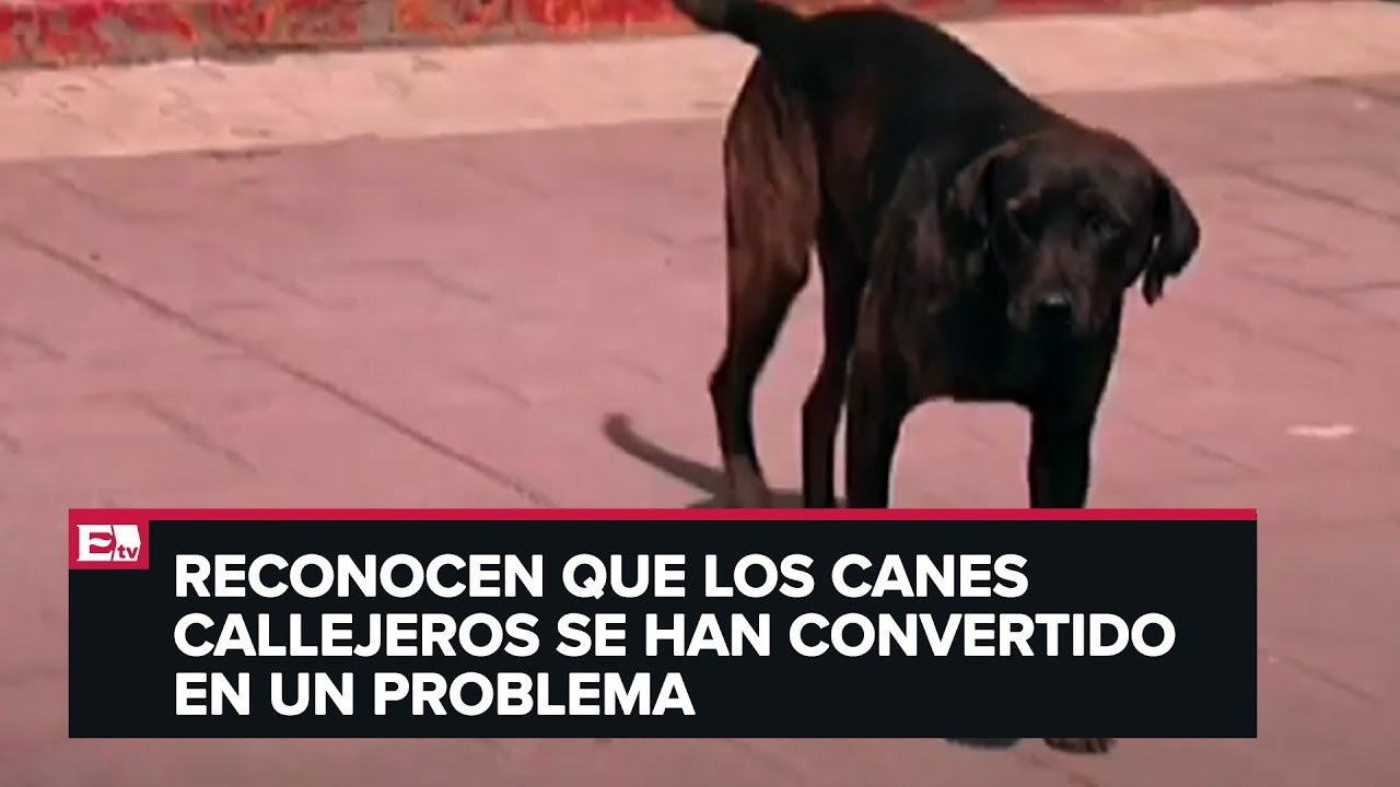 noticias hoy puerto rico Causa malestar el envenenamiento masivo de perros en Amecameca