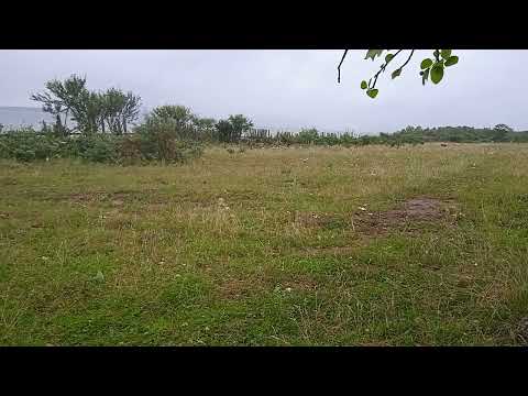 Почему Коровы Скрипят Зубами?