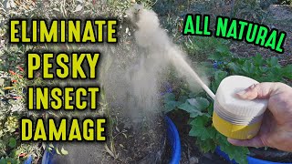 ELIMINATE Most Garden Insect PESTS With This Easy ALL NATURAL Treatment!