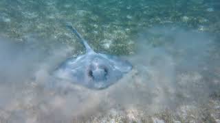 Stingrays across the lagoons of the Maldives