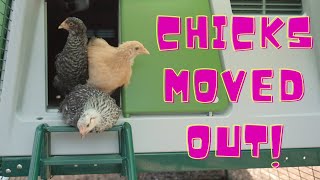 Chicks are READY to move into the Omlet Eglu Coop! | Week 5 & 6 Update