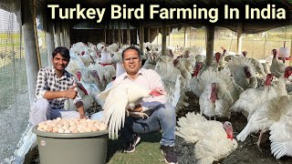 15 लाख की नौकरी छोड़ गांव में शुरू की Turkey Poultry Farming | Turkey Farming | Turkey Farm In India by SANDHU AGROFARM 24,219 views 2 months ago 8 minutes, 1 second
