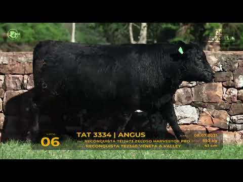 LOTE 06 - TAT 3334 Angus