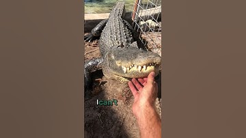 Most People Don’t Know THIS About Crocodiles 🐊‼️
