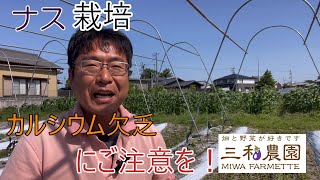 ナス栽培中によく起きる「カルシウム欠乏」の症状・原因・対策を解説しています。2024.5.18