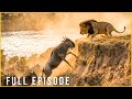 UNTAMED DOMINION - Where Every Mistake Means Death (Full Episode) | Nature Animal Documentary