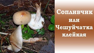 видео Pholiota flammans, Чешуйчатка огненная