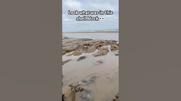 This fossilized shell block was worth breaking open 👀 #fossil #fossils #ammonite #fossilhunting