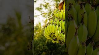 “Banana Power ⚡ Health, Skin &amp; Fitness Benefits#healthydiet YouTube short video viral #healthyfood