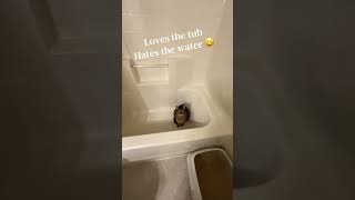 #cutecat #cat #catvideos #funnycats @mh23872