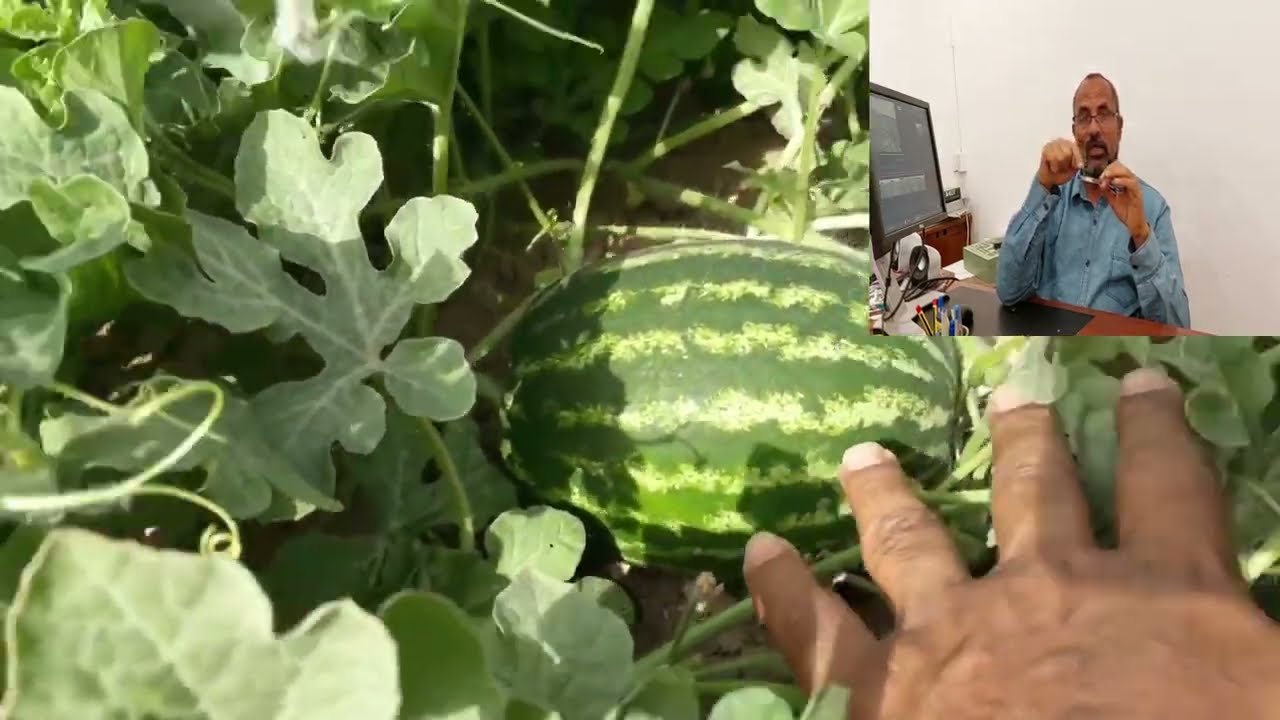 مشاكل عقد الثمار فى البطيخ الأحمر وكيفية الحل ، وكيفية ادارة النبات فى هذه الفترة الحساسة من حياته.