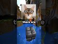 Would You Take Jeff's Cats? 😼