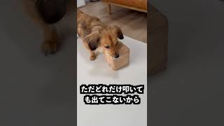 愛犬と音で隠れる猫を対面させてみた!