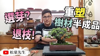 盆栽教學| 重塑樹材半成品,一路打掉重練吧?!【松菓先生】