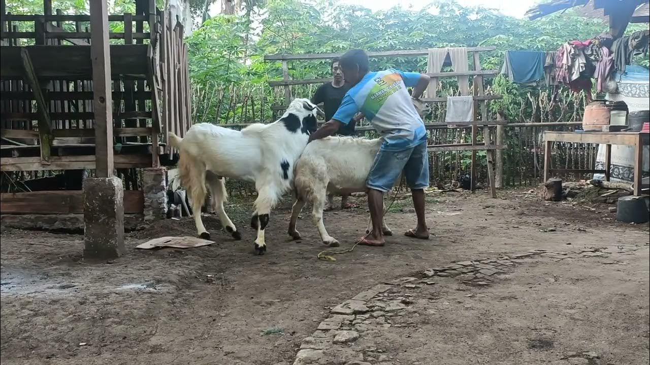 proses perkawinan kambing super jumbo#peternakmuda #goat # ...