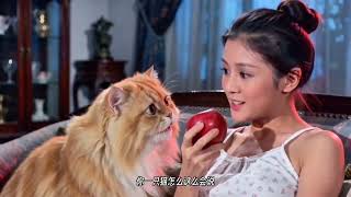 Felines Embrace A Day Of The Clingy Cat - Shaw Bros. Film Drama