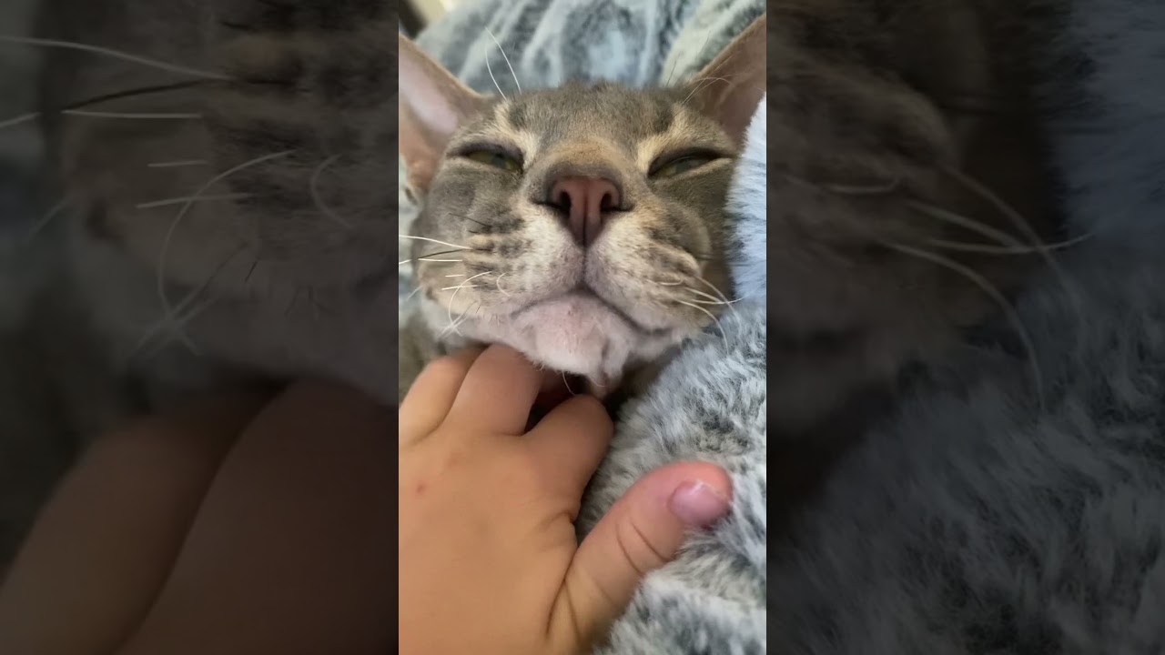 Elfie poo my furless cat 