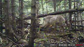 Cam Spot Let The Serenity Of These Forest Scenes Bring You Peace And Renewal