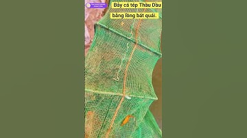 Bẫy Cá Tép Thầu Dầu Bằng Lồng Bát Quái –  Bắt CáTép Hiệu Quả | Catfishing, Net Fishing #shorts