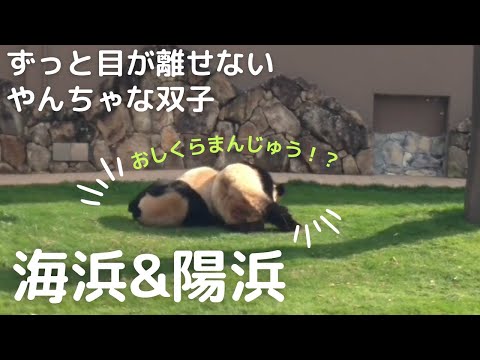 海浜&陽浜 ずーっと目が離せない😆やんちゃ盛りの双子のパンダ（2012年12月撮影）