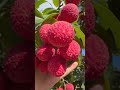 🍒 বারো মাসি লিচু | সারা বছর ফল দেবে এমন লিচু গাছ!#ফলচাষ #fruit #spxplants #agriculture#food#farming