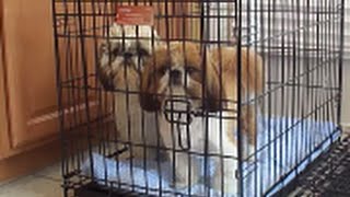 Georgie and Louie love their iCrate Pet Crate! https://www.amazon.com/Midwest-1524-Single-Door-24-By-18-By-19-Inch/dp/