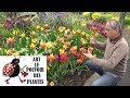 Tuto jardincration massif de bulbestulipes alliums narcisses plantation entretien arrachage