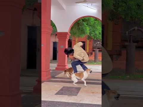 🐶🤸An Amazing Dog Flip!Dogs are truly one of the most loyal and loving friends we can have.❤️🐕