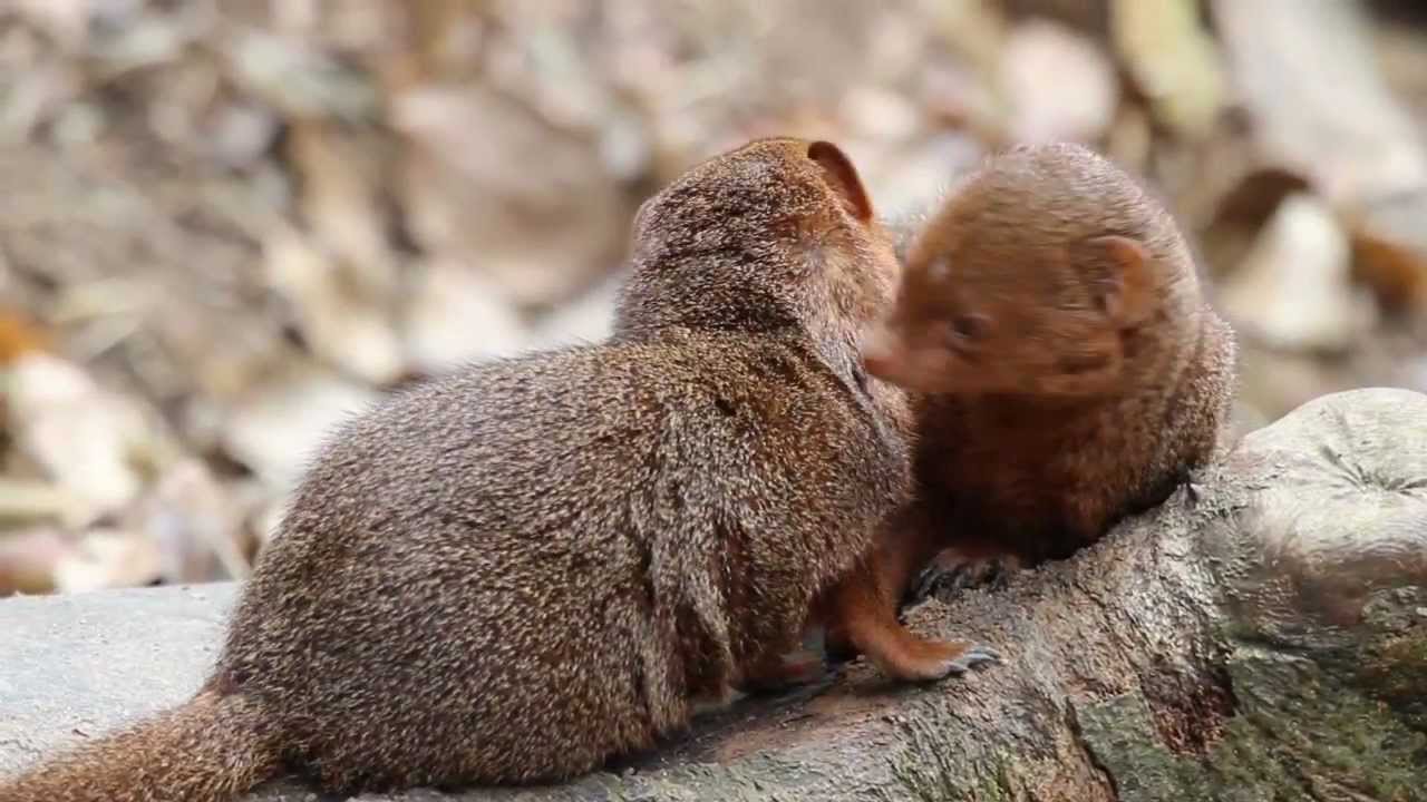 Cute Dwarf Mongooses Tennoji Zoo Osaka 天王寺動物園のかわいいコビトマングース Youtube
