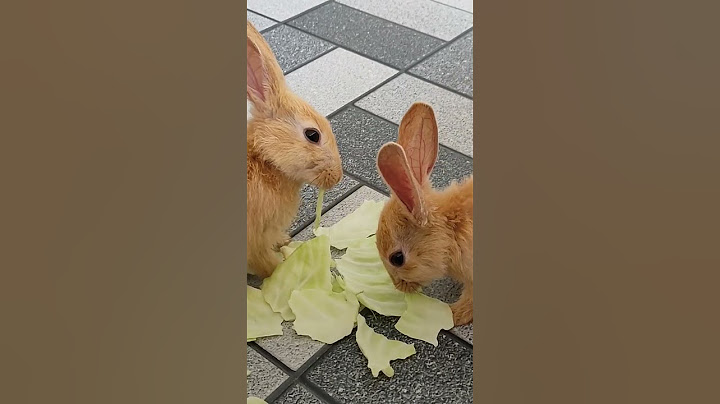 Eating 🥬 #rabbit #eating #food #cute #bunnies