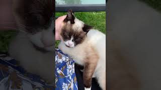 My cat loves massage🐈 Ктож не любит нежности ? #shortvideo