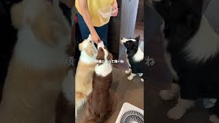 おやつ待ちのボーダーコリーが可愛すぎました #ボーダーコリー