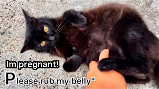 Pregnant Black Stray Cat ask for a belly rub😘Lucky Meow Meow Cutest Cat Video #cat #cats #video by Brunei Cat Lovers 3,441 views 1 year ago 1 minute, 31 seconds