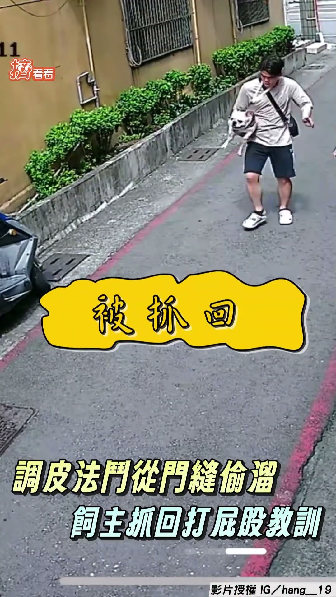調皮法鬥從門縫偷溜落跑 上演追逐戲飼主抓回打屁股教訓｜TVBS新聞｜擠看看@TVBSNEWS01