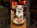 餃子づくりに挑戦🥟今回の出来はどうだワン？🐶#犬 #柴犬 #dog #animals