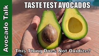 This Thing Does Not Oxidize? - Fuerte and Pinkerton Avocado Taste Test 🥑Avocado Talk🥑