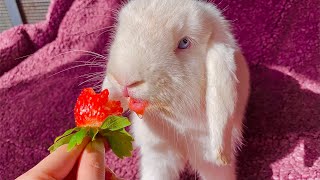 Funny rabbits eating strawberry by Bunny Love 3,865 views 2 years ago 2 minutes, 32 seconds