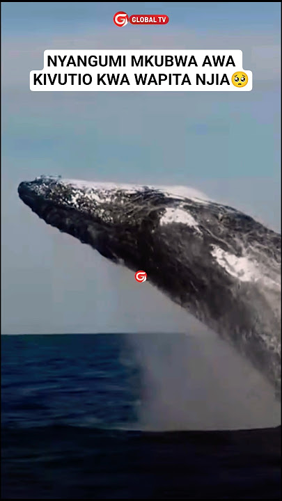 NYANGUMI MKUBWA AWA KIVUTIO KWA WAPITA NJIA🥺 #nyangumi #whale #shorts #trending