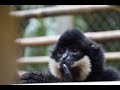 Evolutionary Adaptation Allowing Gibbons To Swing