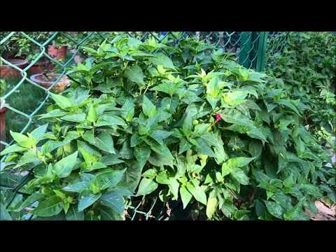 Mirabilis jalapa, the