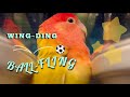Super-Short: Wing~Ding BALL-FLING