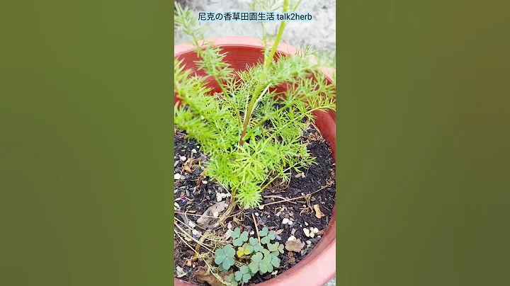 报佳音｜黑种草｜自播苗开花｜定居下来｜Nigella / Black Cumin Seed - 天天要闻