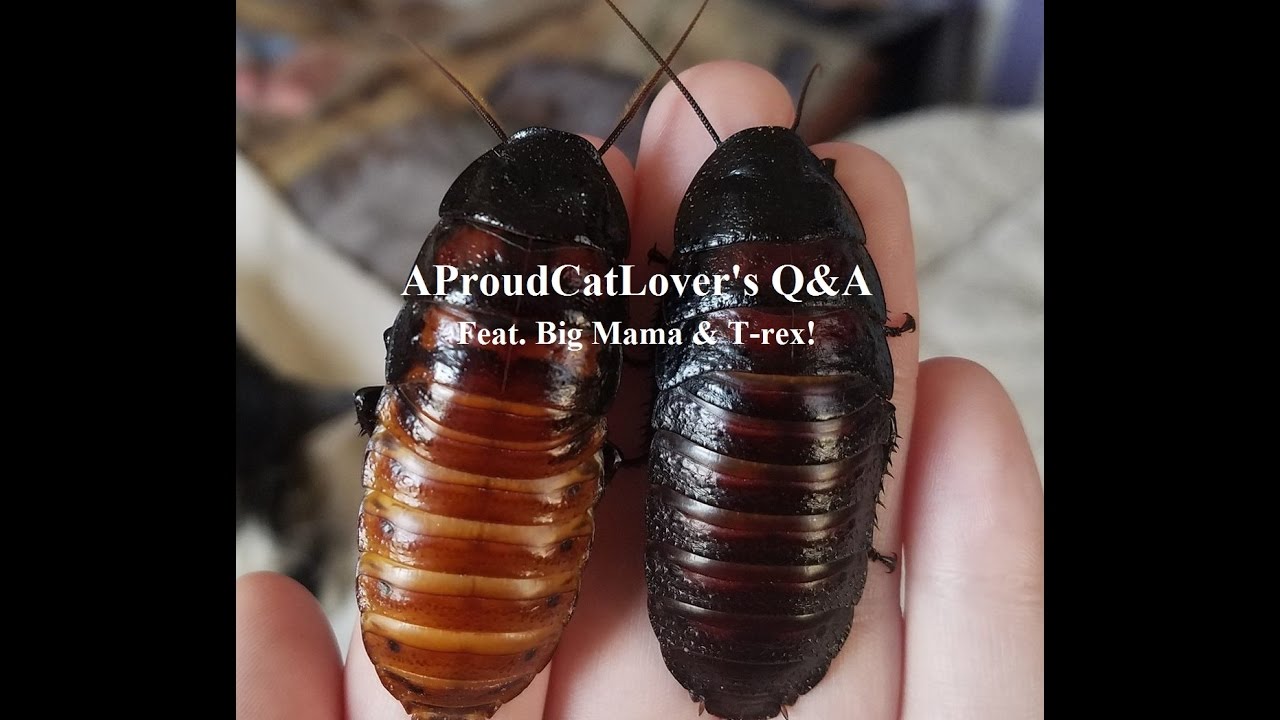insects picture Q&A Video Feat. Big Mama And T-rex