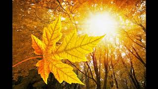 Why do trees shed leaves in the fall ?