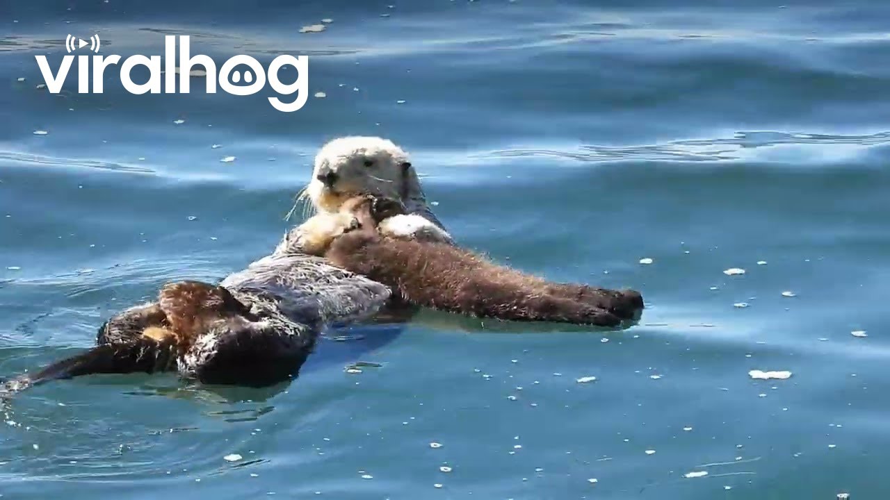Family Of Sea Otters Play In Morro Bay || ViralHog