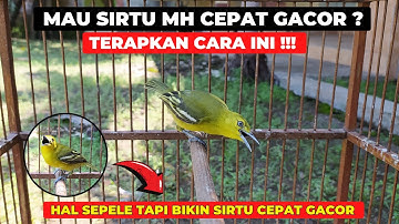 CUMA SEPELE TAPI BIKIN SIRTU MH CEPAT GACOR❗BANYAK YANG TIDAK SADAR❗
