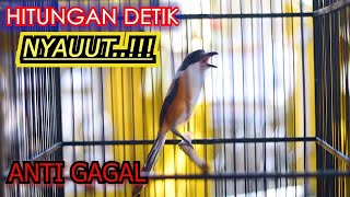 PANCINGAN CENDET SUPER EFEKTIF AGAR CEPAT GACOR, CENDET FULL ISIAN MEWAH